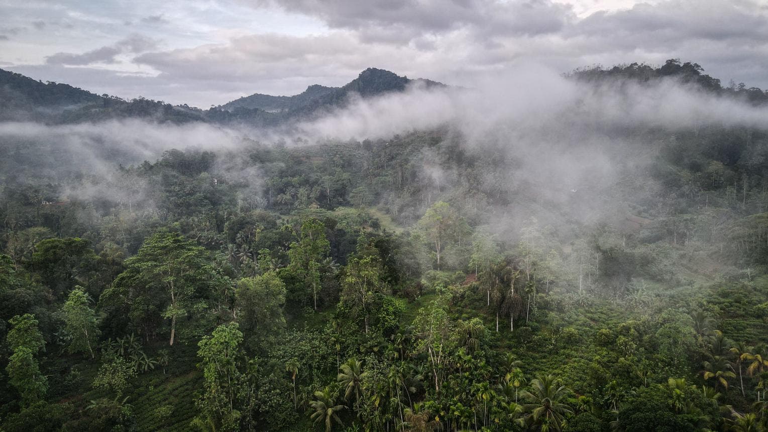 One Day Tours – Rainforest – Sinharaja Rainforest